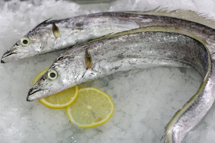 Ribbon Fish